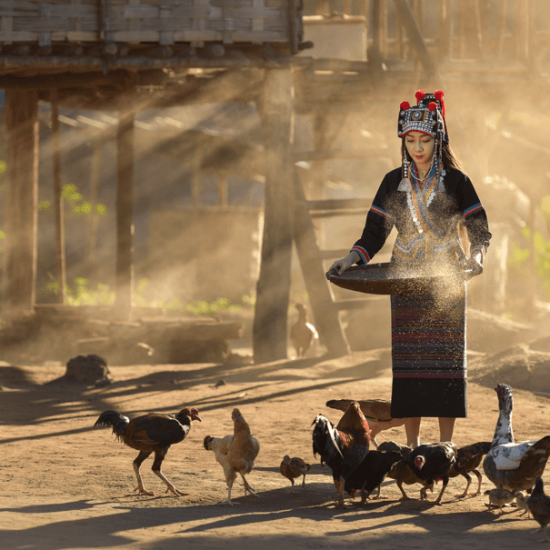 Hmong Thailande