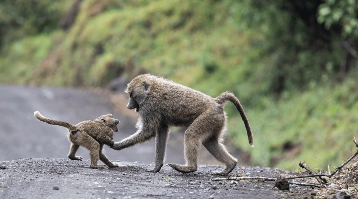 baboons de parc national Arusha