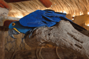 Hyacinth macaw in Samara