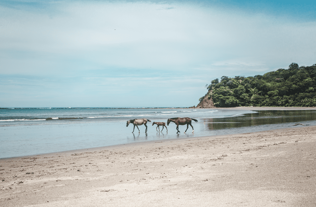 wild horses in Samara Costa Rica
