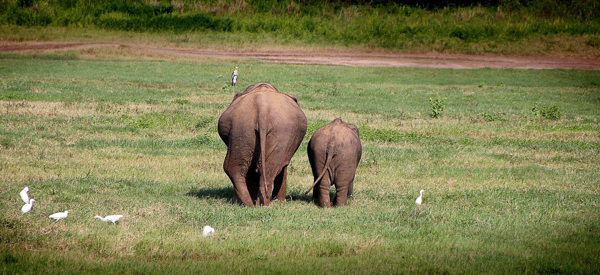 éléphant Sri Lanka