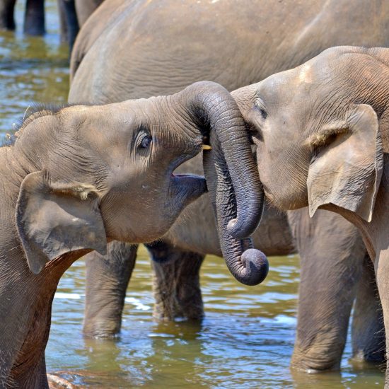 young-elephants-Sri Lanka