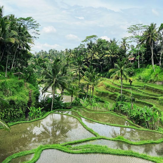 Campi di riso di Bali