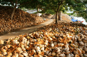 coconut mekong delta