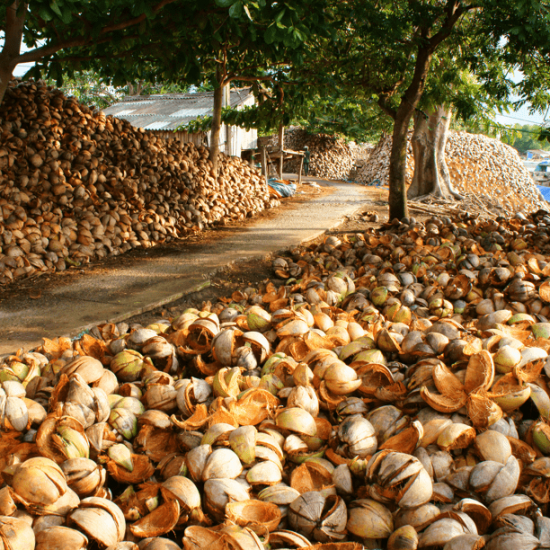 coconut mekong delta