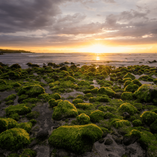 Alghe sulle rocce a Trois Bassins Beach Saint Leu nell&#39;isola di Reunion