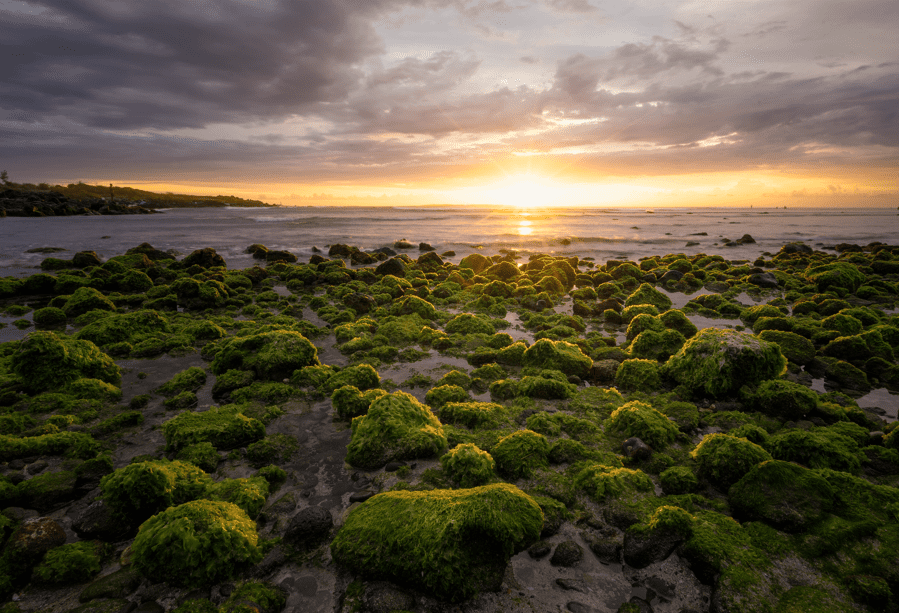 Algas en las rocas en la playa de Trois Bassins Saint Leu en la Isla de la Reunión