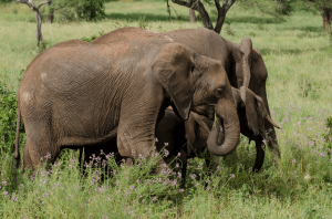 Elefante africano, Loxodonta africana, Parco Nazionale di Tarangire, Tanzania