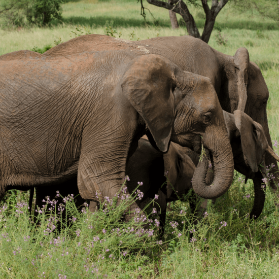 Eléphant d’Afrique, Loxodonta africana, parc national de Tarangire, Tanzanie