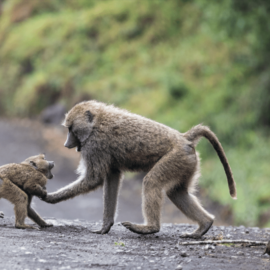 baboons in Arusha national park