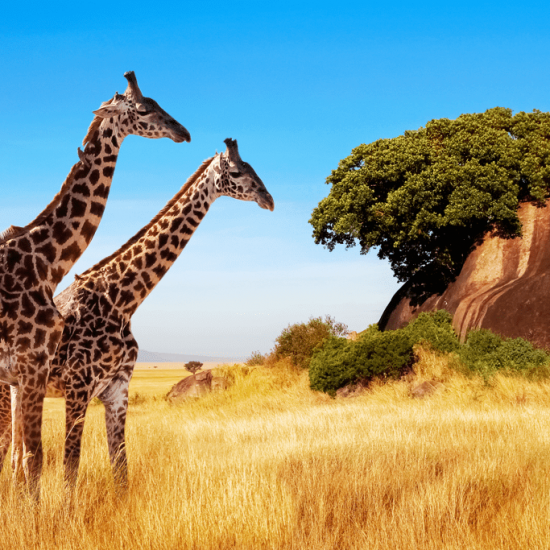 Girafs en Tanzanie