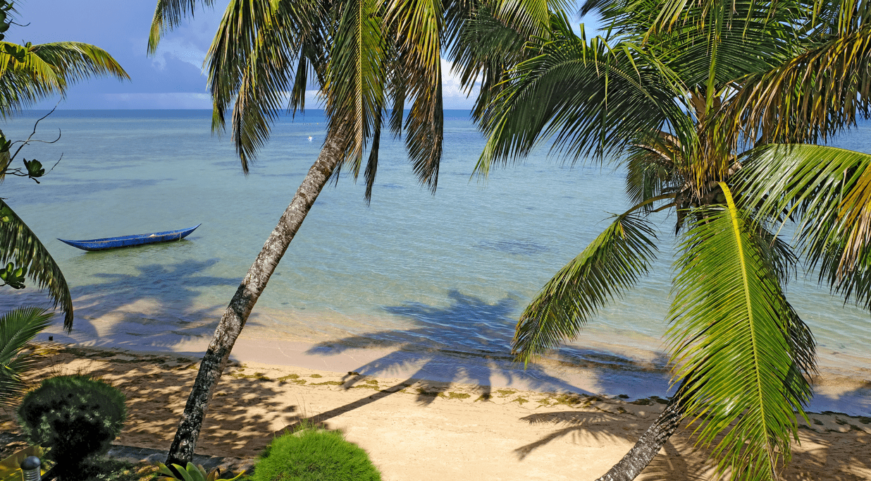 Palmbomen en pirogue, eiland Sainte Marie