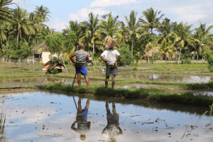 Bali plantation de riz
