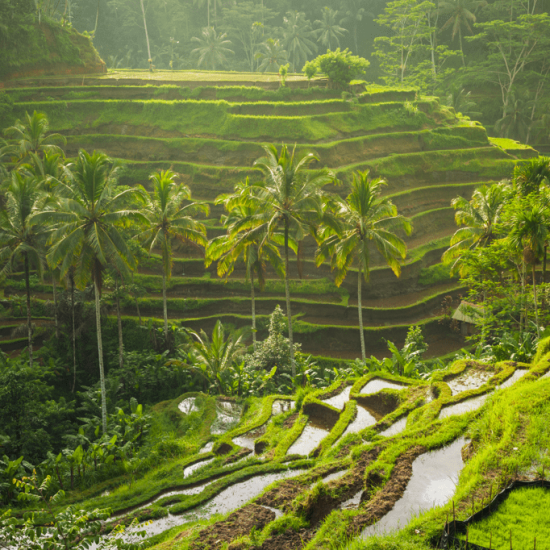 Tegalalang rice field in Ubud