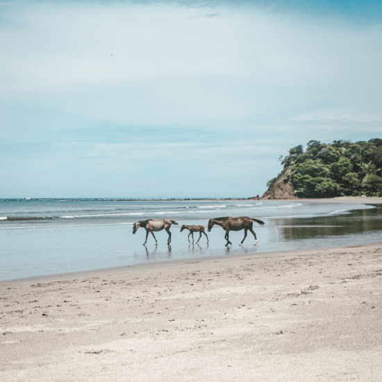 cavalli selvaggi a Samara Costa Rica