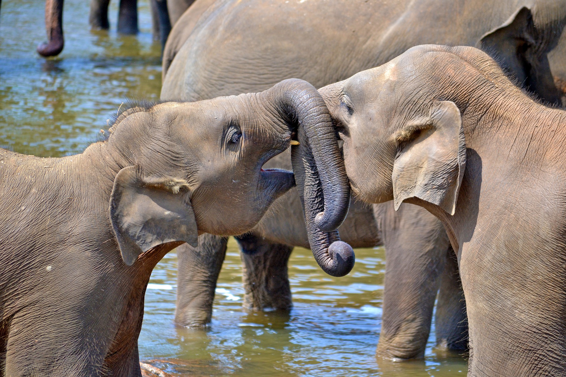 elefantes-jóvenes-Sri Lanka